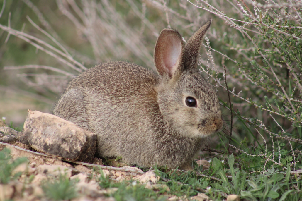 Fauna Manantial del Gato Fauna Manantial del Gato