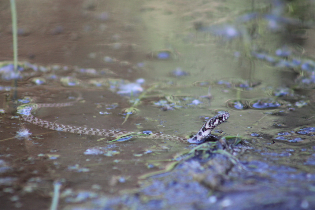 Fauna Manantial del Gato 2 Fauna Manantial del Gato 2