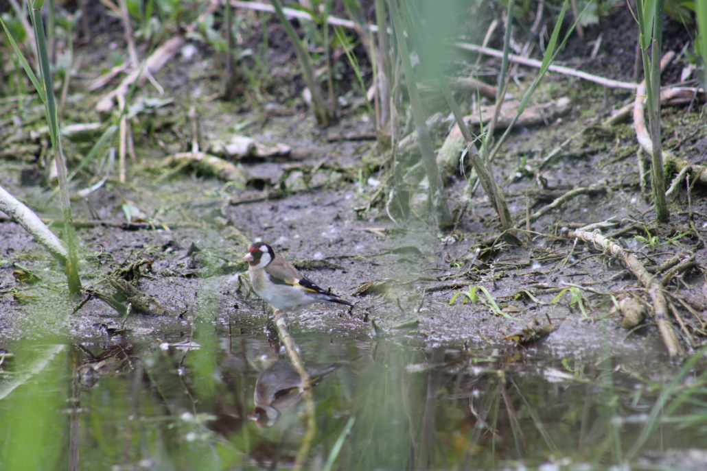 Fauna Manantial del Gato 3 Fauna Manantial del Gato 3