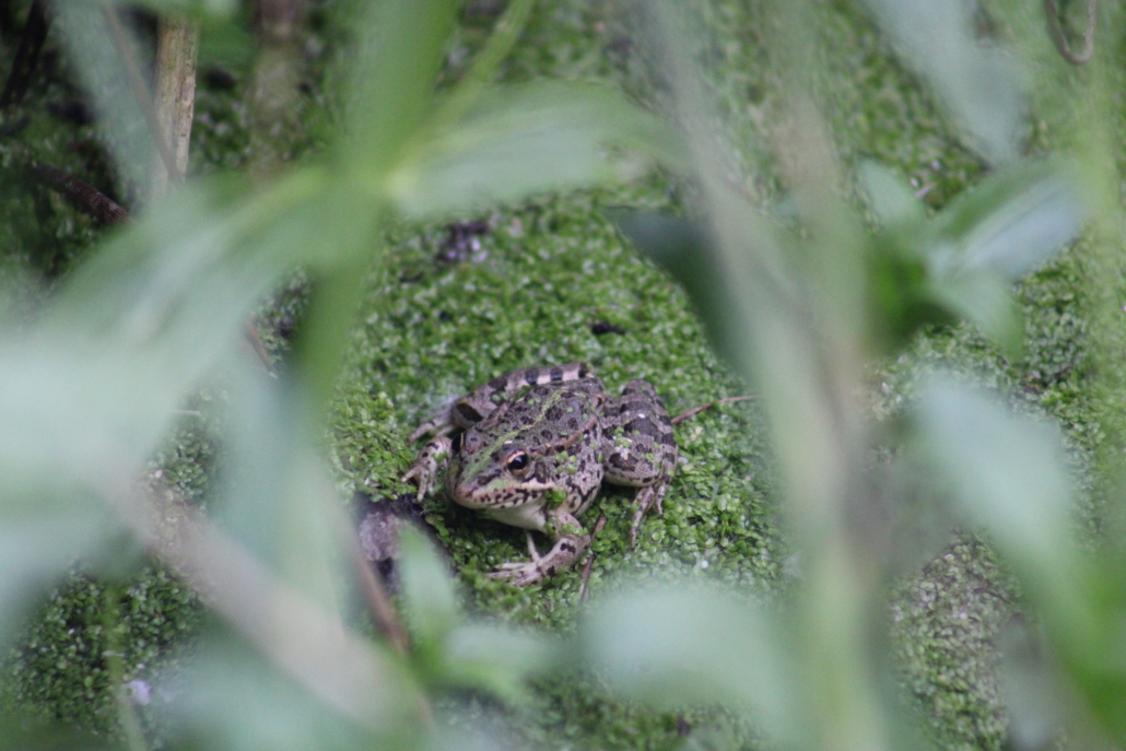 Fauna Manantial del Gato 4 Fauna Manantial del Gato 4